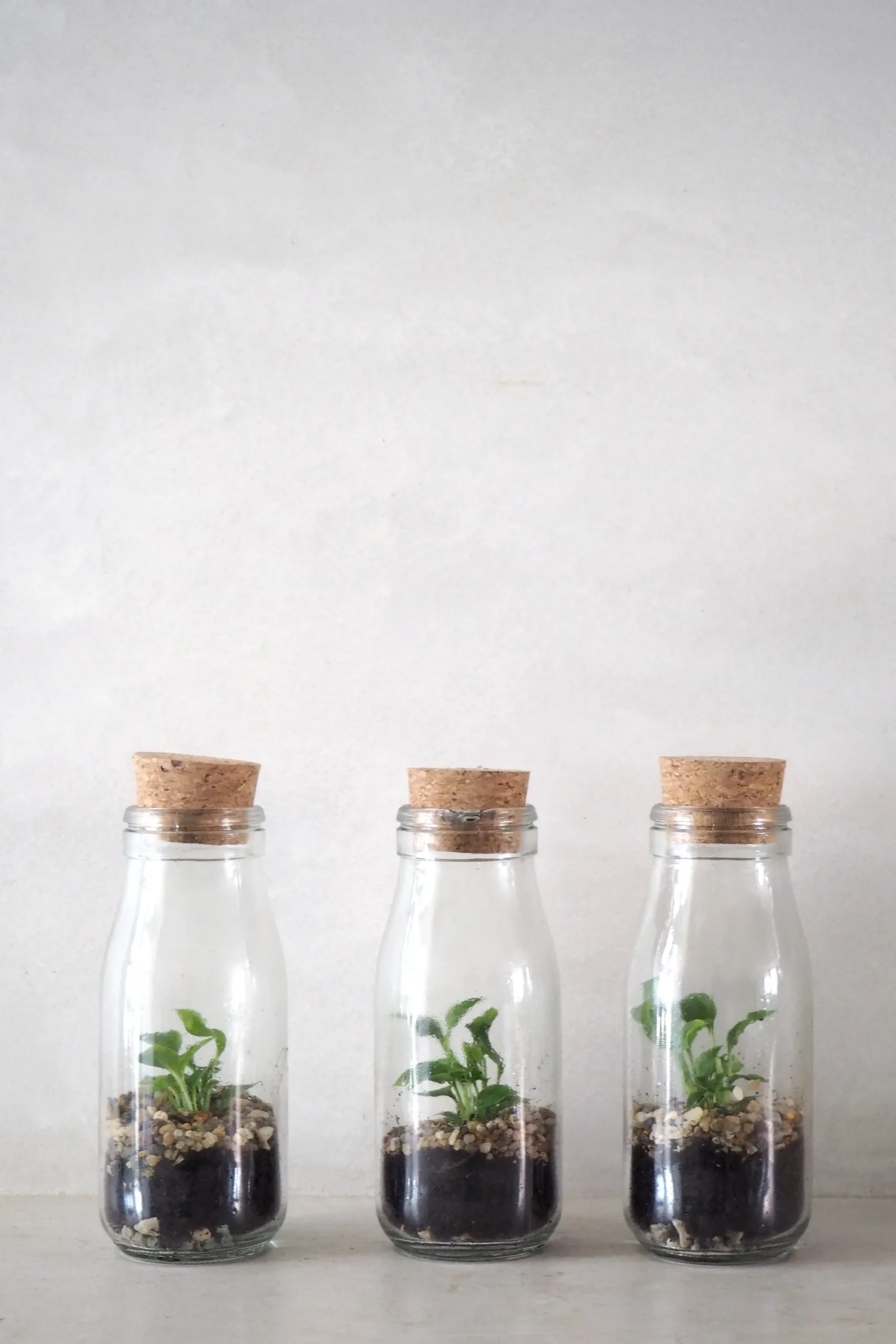 PLANT Terrarie no. 16 Outlet