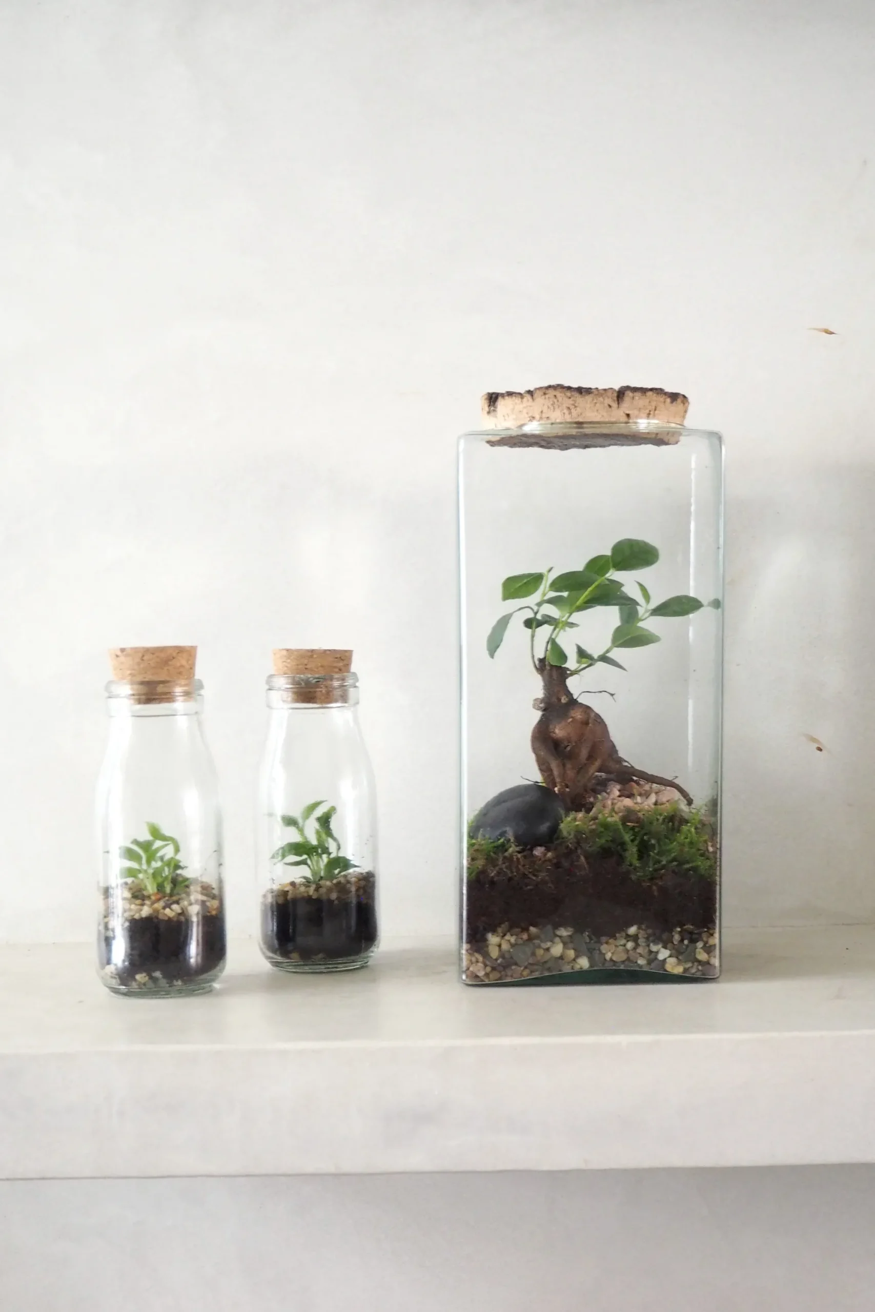 PLANT Terrarie no. 16 Outlet