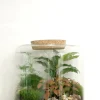 PLANT Terrarie no. 06 Clearance