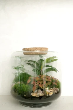 PLANT Terrarie no. 06 Clearance
