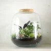 PLANT Terrarie no. 03 Clearance