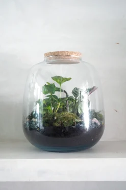 PLANT Terrarie no. 03 Clearance
