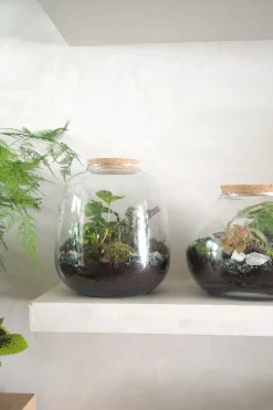 PLANT Terrarie no. 03 Clearance