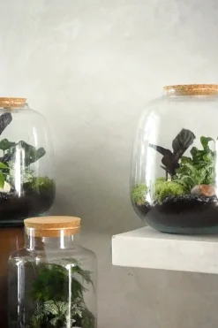 PLANT Terrarie no. 03 Clearance
