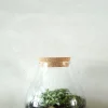 PLANT Terrarie no. 01 Clearance