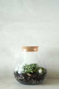 PLANT Terrarie no. 01 Clearance