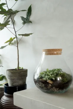 PLANT Terrarie no. 01 Clearance