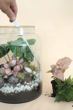 PLANT Terrariepincet Online