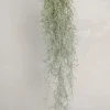 PLANT Tillandsia Usneoides
