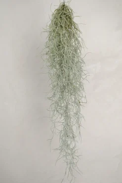 PLANT Tillandsia Usneoides