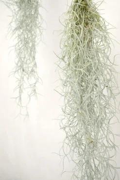 PLANT Tillandsia Usneoides