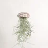 PLANT Tillandsia Usneoides i søpindsvin Best