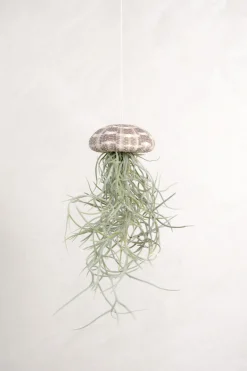 PLANT Tillandsia Usneoides i søpindsvin Best