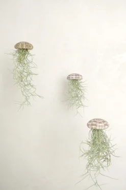 PLANT Tillandsia Usneoides i søpindsvin Best