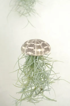 PLANT Tillandsia Usneoides i søpindsvin Best