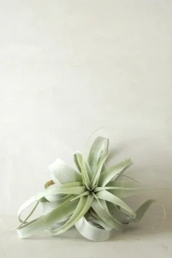 PLANT Tillandsia Xerographic Clearance