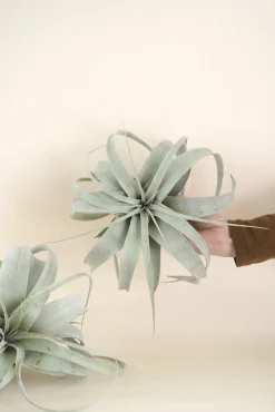 PLANT Tillandsia Xerographic Clearance