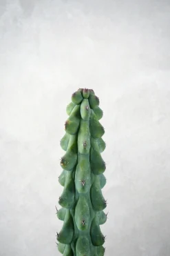 PLANT Titty - Myrtillocactus geometrizans Best