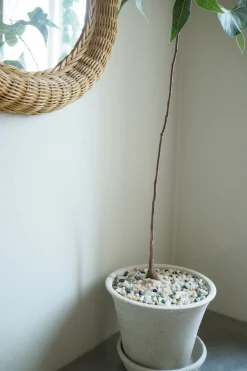 PLANT Topping sten - Mix Online