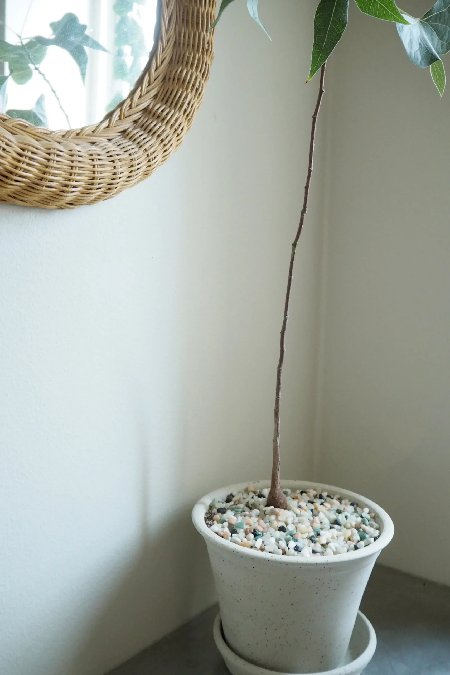 PLANT Topping sten - Mix Online