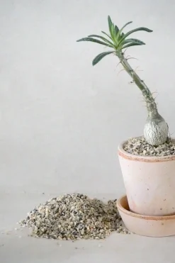 PLANT Topping sten - Natural Hot