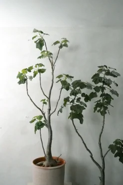 PLANT Uncarina decaryi New