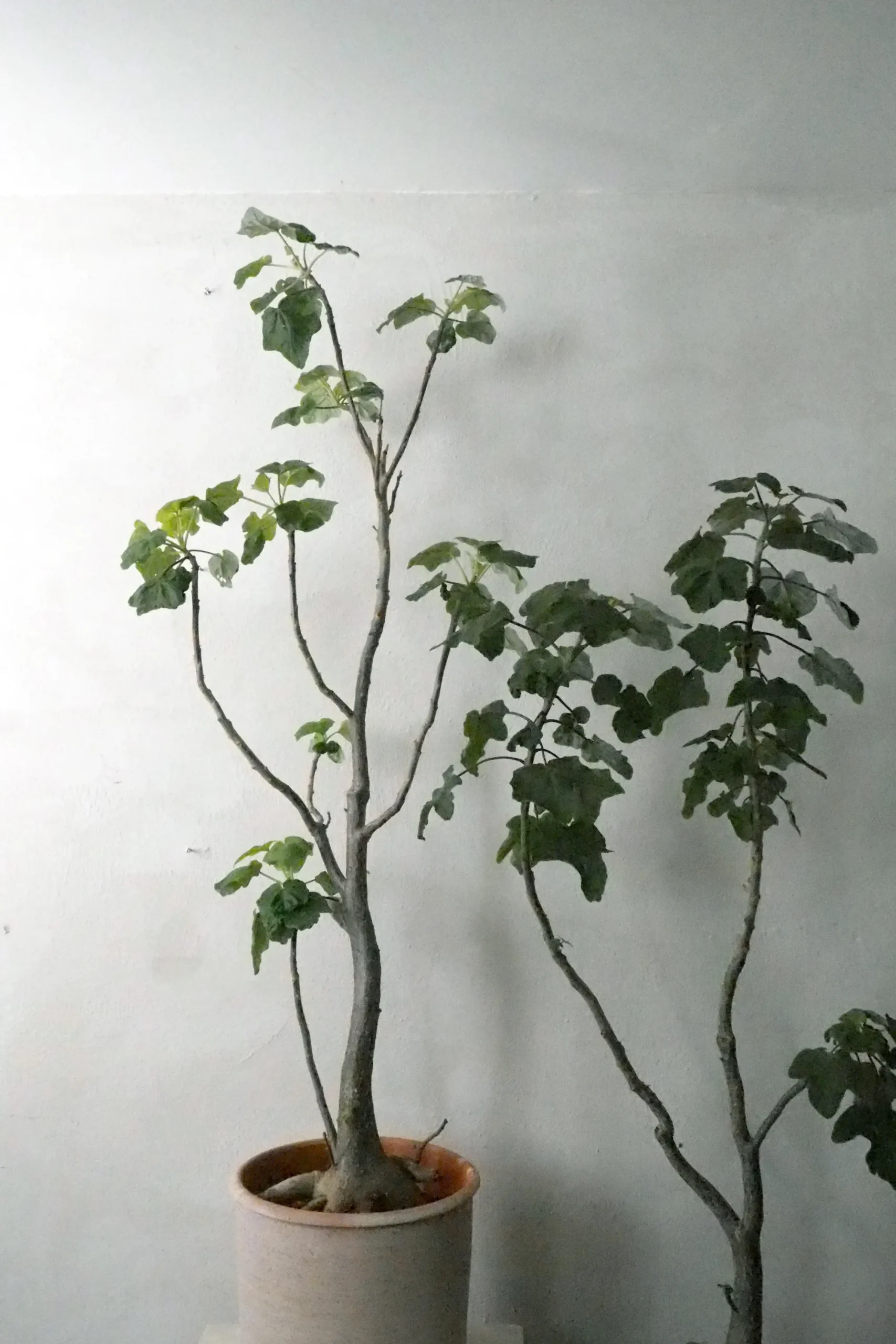 PLANT Uncarina decaryi New