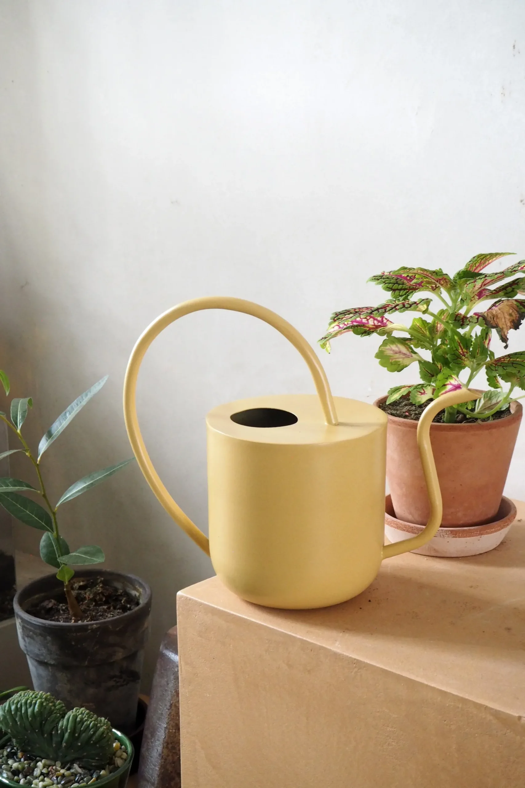 PLANT Vandkande, pale yellow