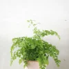 PLANT Venushår bregne
