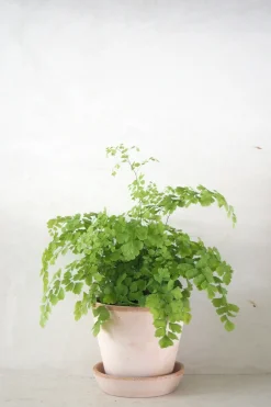 PLANT Venushår bregne