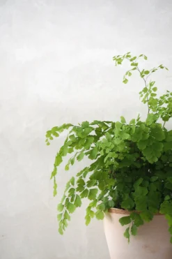 PLANT Venushår bregne