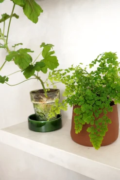 PLANT Venushår bregne