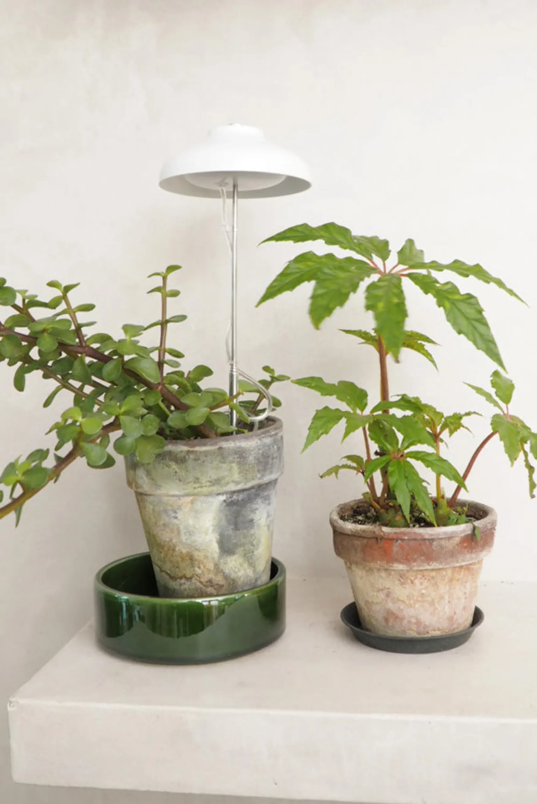 PLANT Vækstlampe, LED Discount