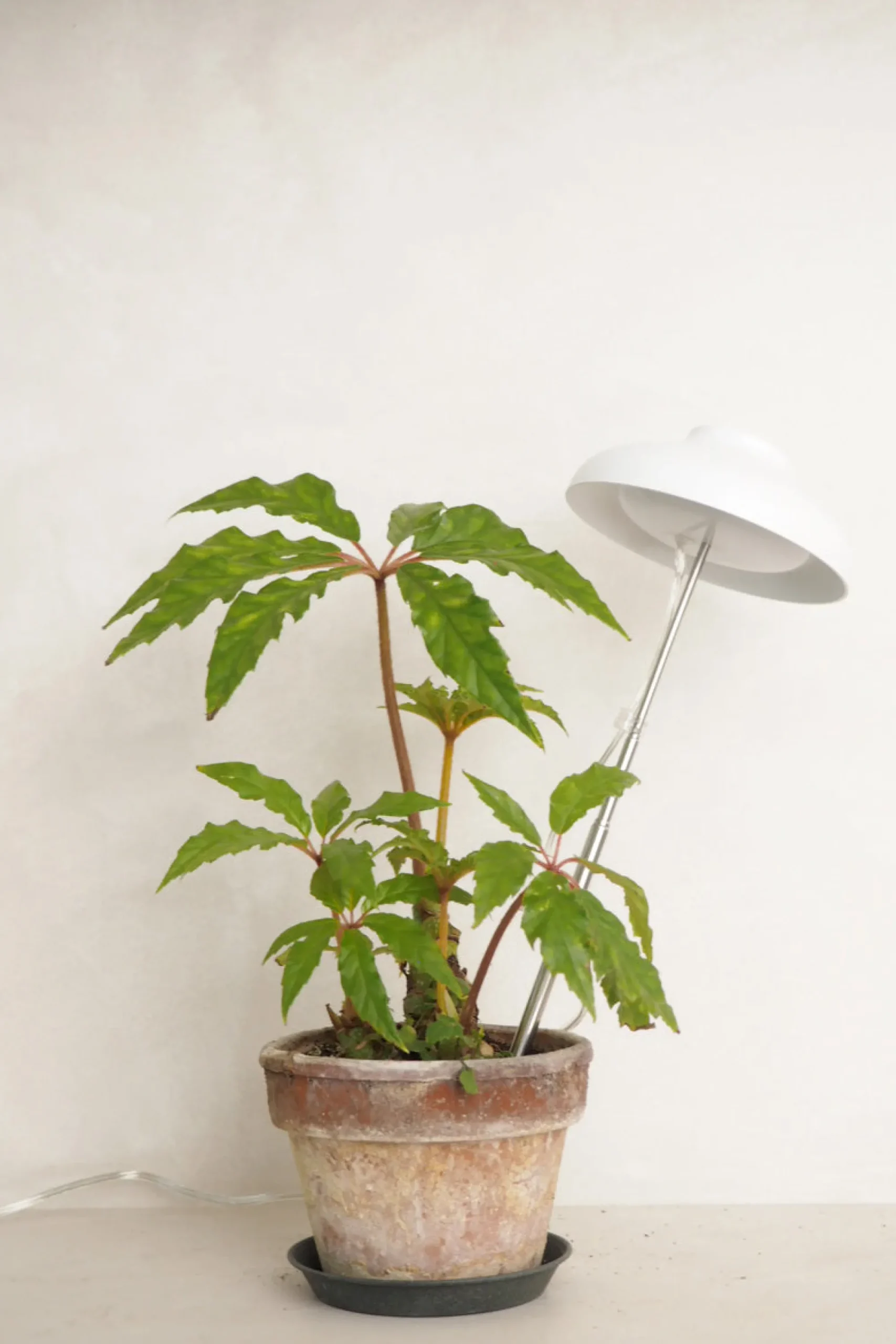 PLANT Vækstlampe, LED Discount