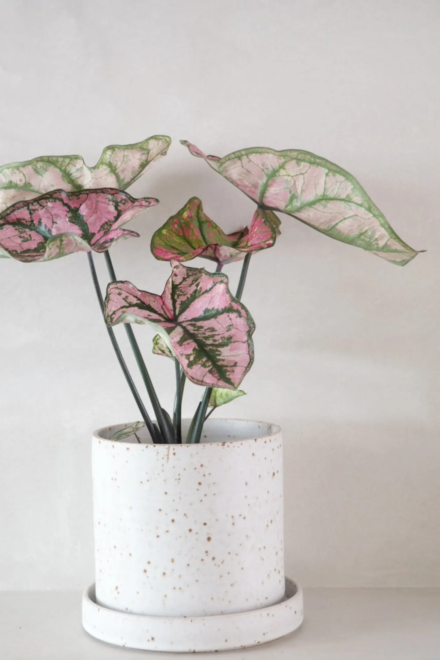 PLANT V.O krukke - hvid, large