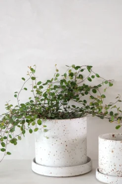 PLANT V.O krukke - hvid, small Outlet