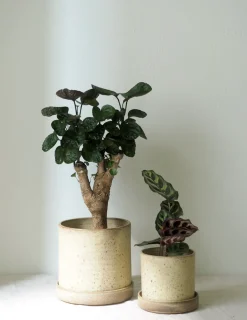 PLANT V.O krukke - sand, large New