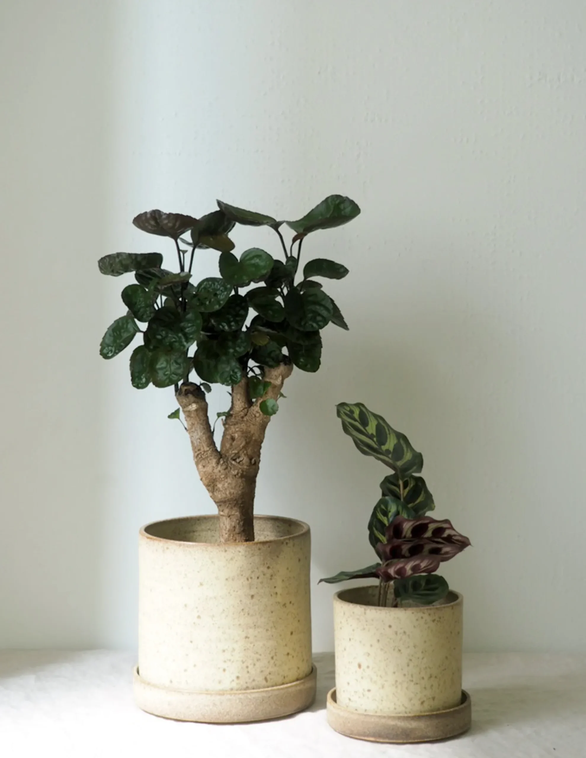 PLANT V.O krukke - sand, small New