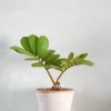 PLANT Zamia Furfuracea Sale
