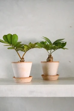 PLANT Zamia Furfuracea Sale